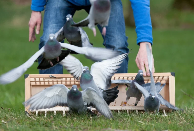 Interviews with master racers