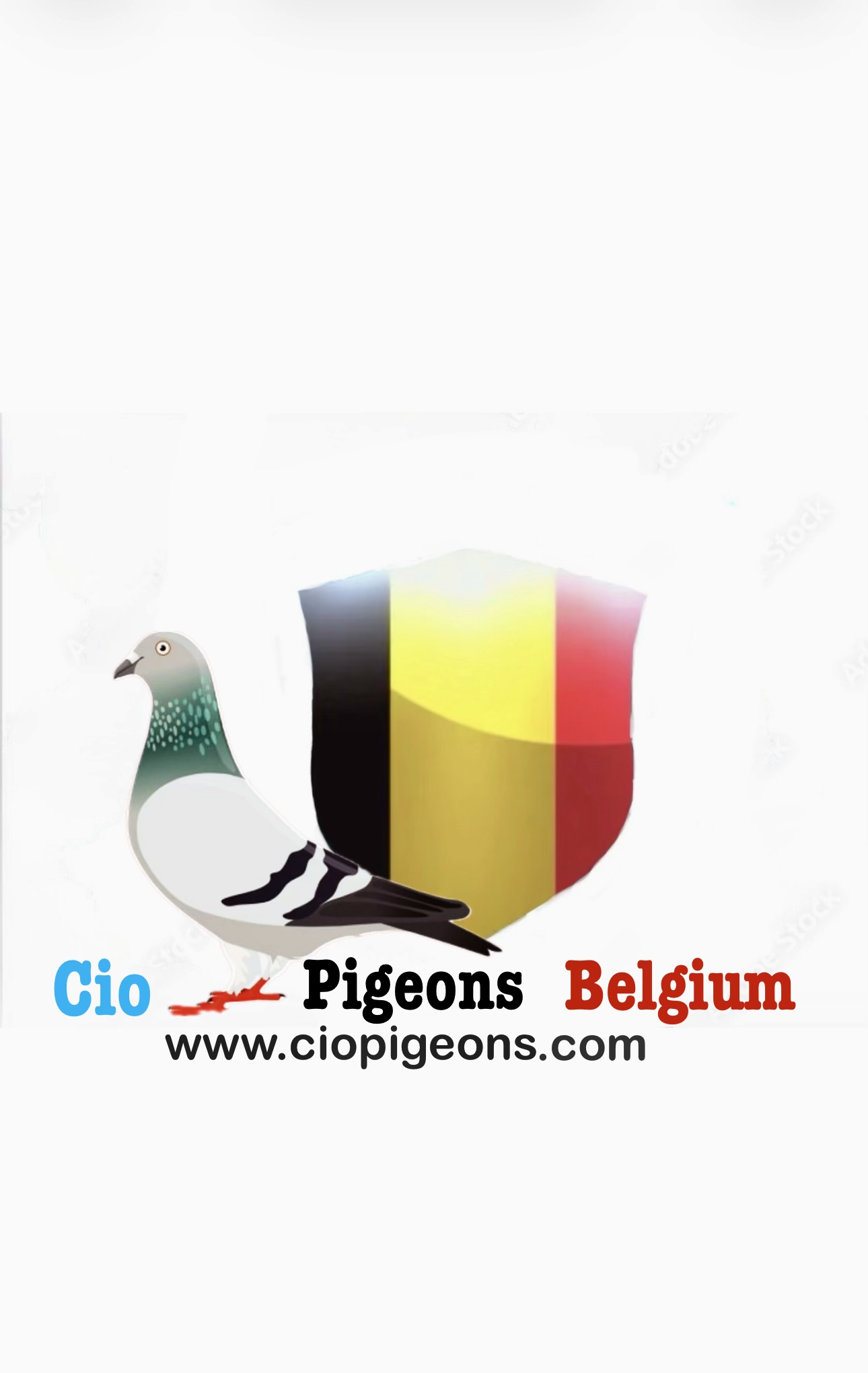 BE Cio PİGEONS 